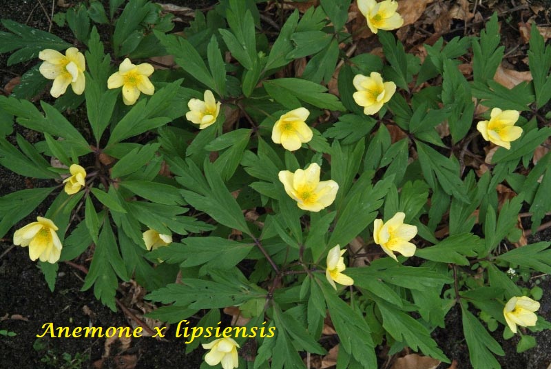 Anemone x lipsiensis syn. Anemone x intermedia bestellen